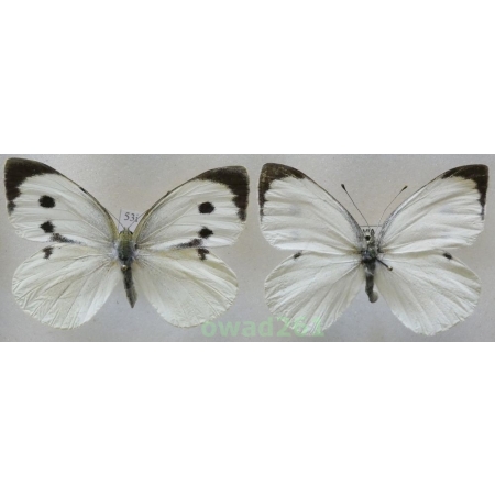 Pieris brassicae (Linnaeus, 1758) pair Czech53i